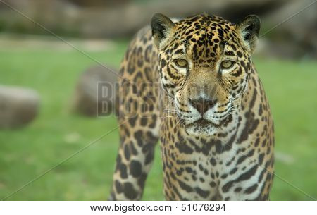Close Up Jaguar