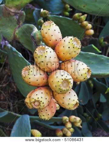 Prickly Pear Fruit