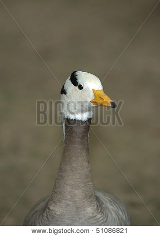Bar-headed Goose