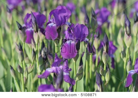 Iris