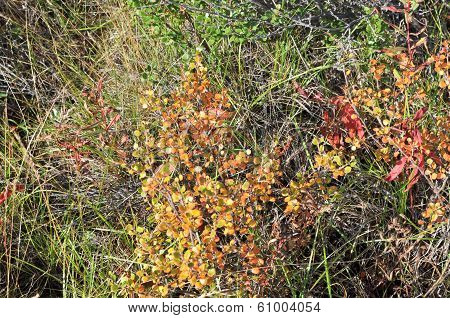 The Dwarf Birch Tundra.