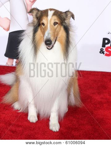 LOS ANGELES - MAR 5:  Lassie at the 