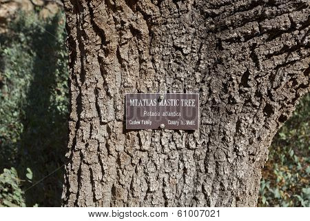 Close Up Of Tree Trunk