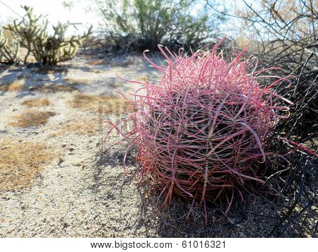 Young Barrel Cactus