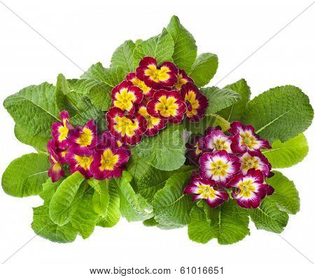 blooming primrose primula polyanthus in flowerpot isolated on white