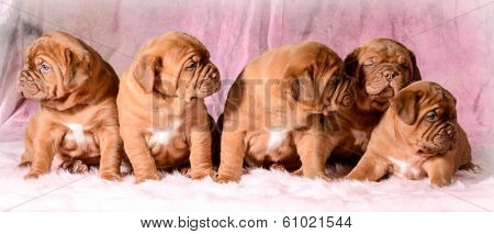 standard poodle puppy sitting