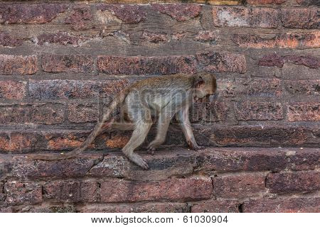 Monkeys Of Thailand