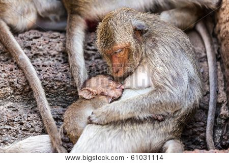 Monkeys Of Thailand