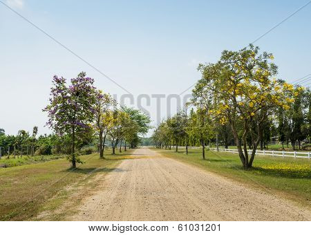 Beautiful Flower Blossom Road