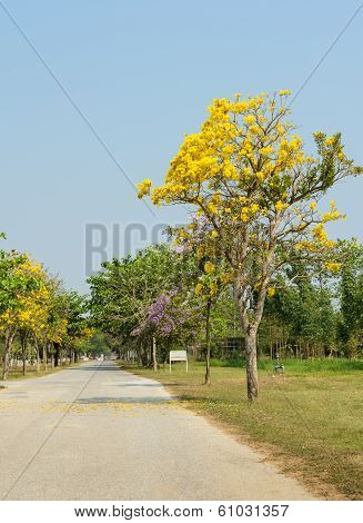 Beautiful Flower Road