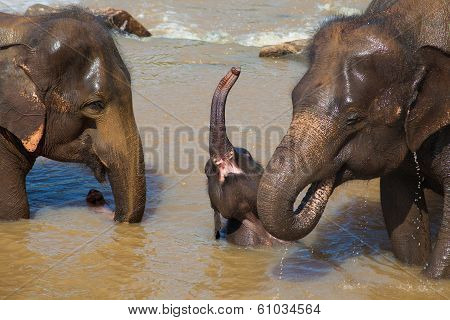 Family Of Elephants