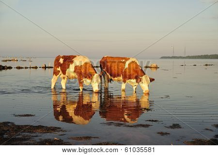 Thirsty cows
