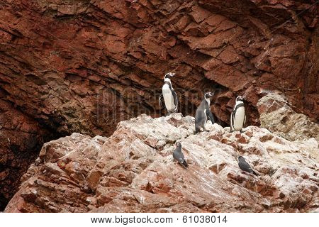 Humboldt Penguin in the island Ballestas, Paracas national park in Peru