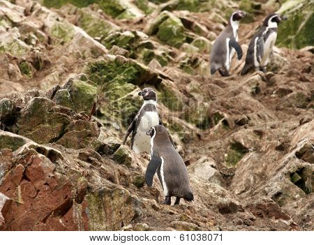 Humboldt Penguin in the island Ballestas, Paracas national park in Peru