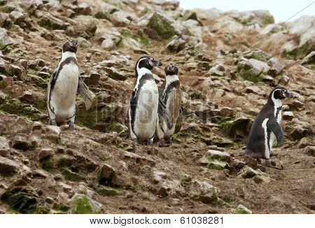 Humboldt Penguin in the island Ballestas, Paracas national park in Peru