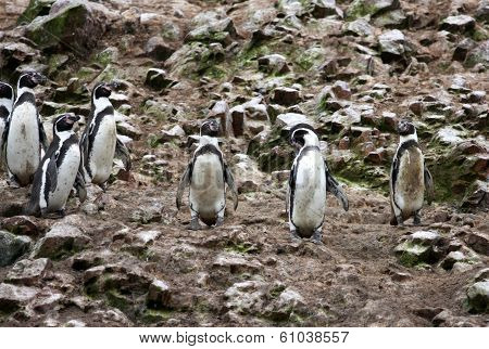 Humboldt Penguin in the island Ballestas, Paracas national park in Peru