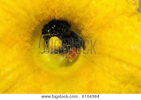 หางแดงดำบัมเบิลบี (bombus Lapidarius) Pollinating A สีเหลืองสควอชดอกไม้