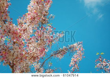 Cassia Flowers