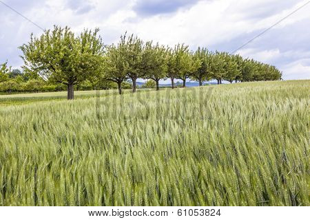 Beautiful Pattern Of Green Grain In Grainfield