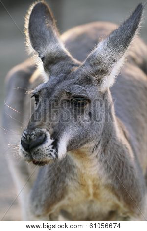 Red Kangaroo Closeup