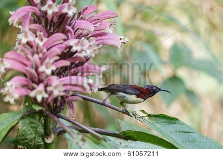 Black-throated Sunbird