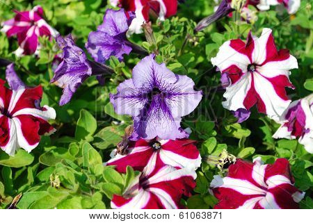 Colorful Petunia flowers