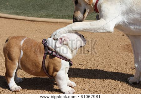 Animal Love