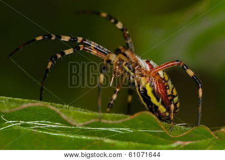 Spider