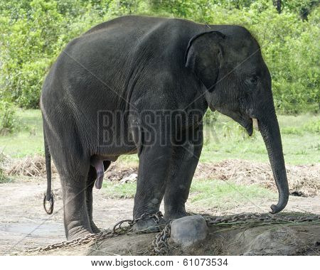Juvenile Asian Elephant
