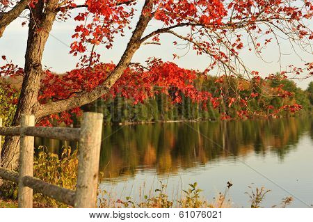Fall Colors