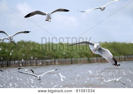 Flying Seagulls In Action At Bangpoo