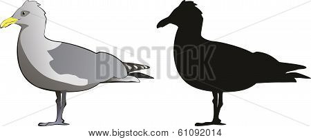 bird gannet vector