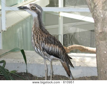 Bush Burhinidae 08