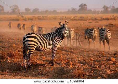 Plains zebras (Equus burchelli) in early morning dust, Amboseli National Park, Kenya 