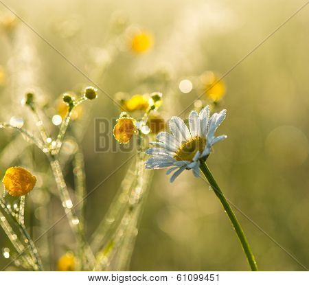 Daisy