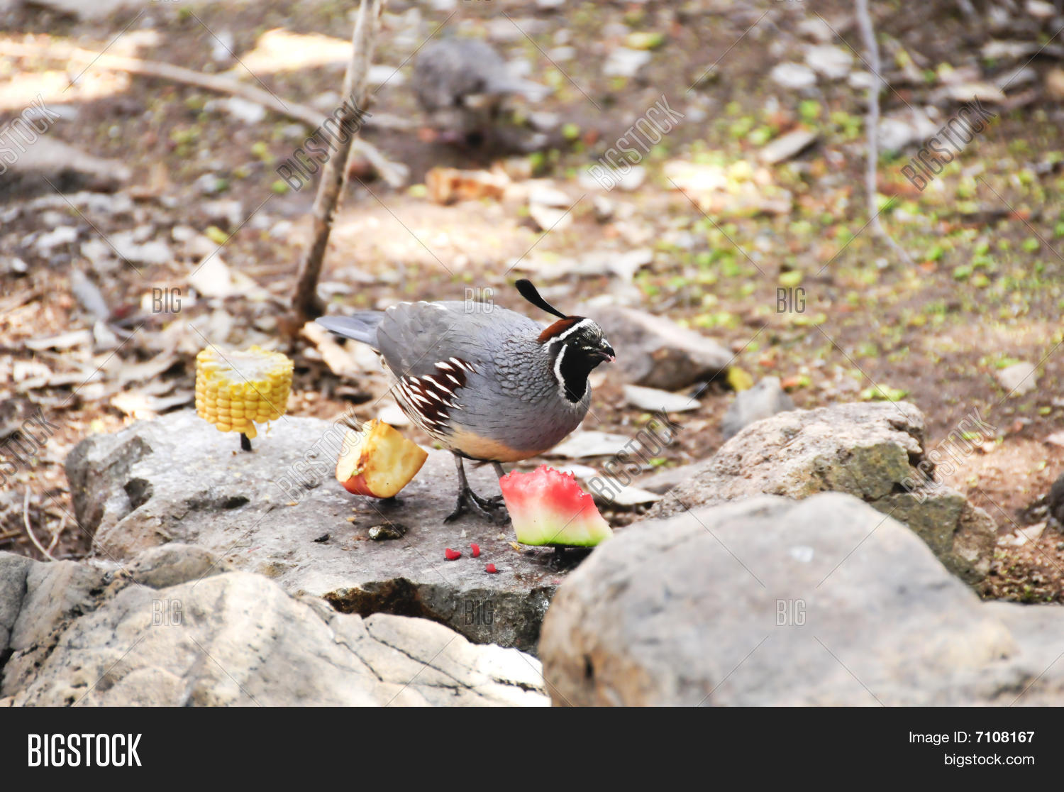 Gambels Quail Image & Photo (Free Trial) | Bigstock