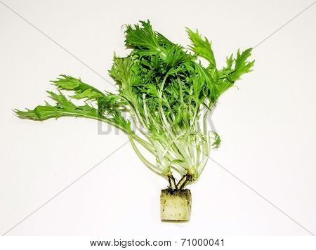 Fresh Wild Rocket Hydroponic On White Background