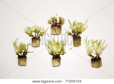 Groupof  Root Fresh Wild Rocket Hidroponic On White Background