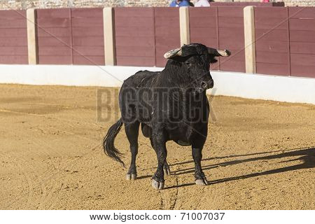 Bull about 650 Kg galloping in the sand right when I just got out of the bullpen in the Baeza bullri