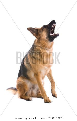 cão de pastor alemão