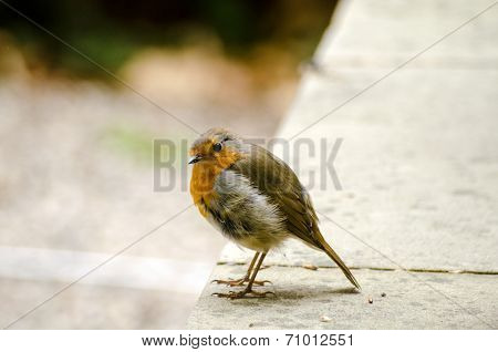 Quizzical Robin