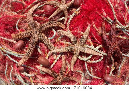 Fishing Nets & Sea Stars