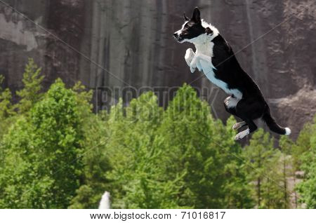 Border Collie Caught Mid Jump