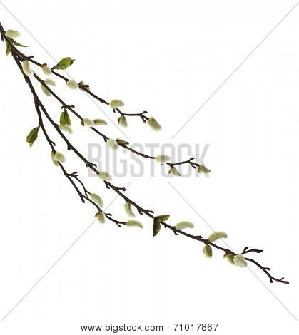 Spring branches Catkins Willowisolated on white background