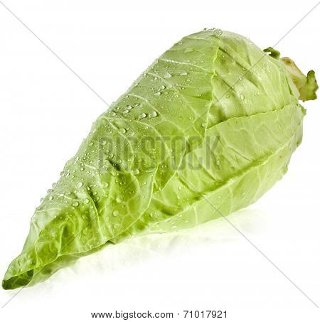 Fresh organic pointed cabbage on white background