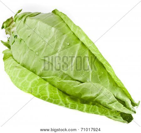 Fresh organic pointed cabbage on white background
