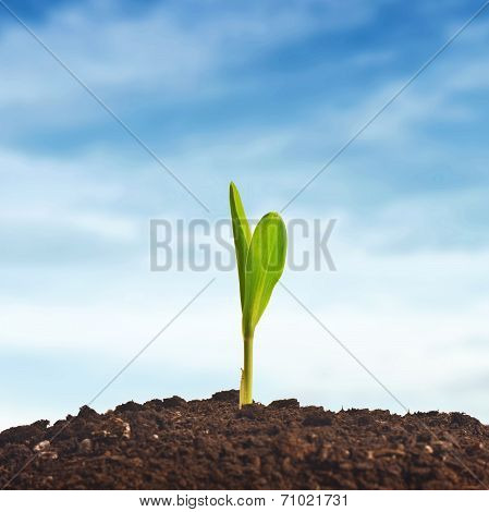Young Corn Plant Sprout