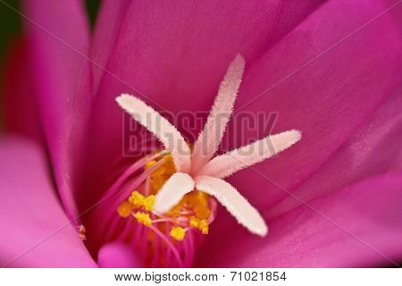 a star inside