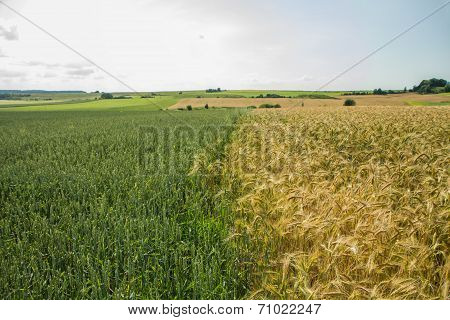 Colored Fields