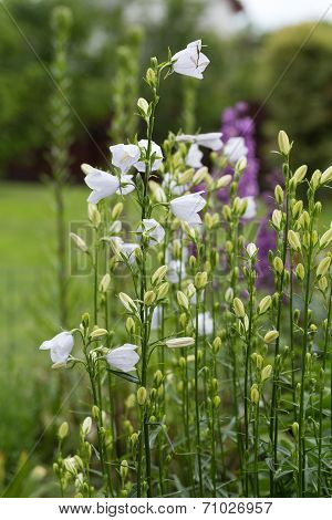 Campanula or canterbury bells flowers in garden